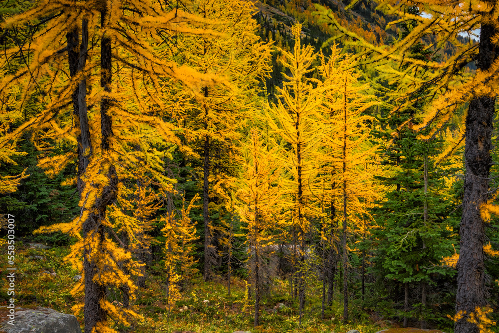 Golden larch trees in the autumn in Canada's Banff National Park Golden larch trees in the autumn in Canada's Banff National Park