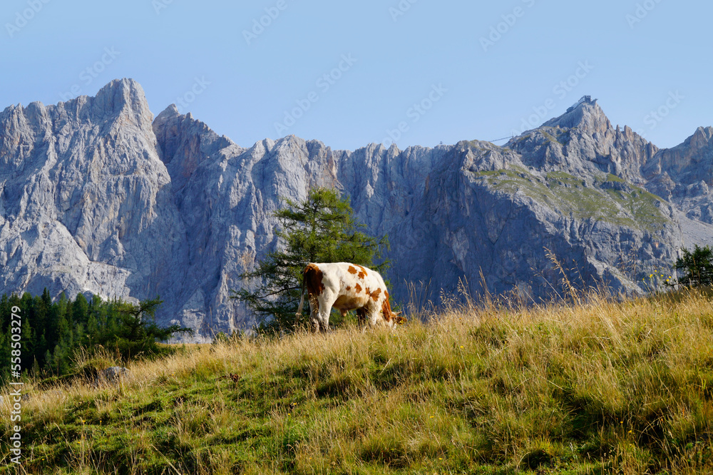 cow grazing in the alpine valley by the foot of Dachtein mountain in the Austrian Alps of the Schladming-Dachstein region on a summer day (Steiermark or Styria, Schladming, Austria)