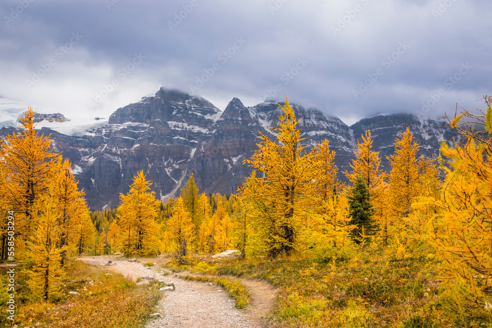 Golden larch trees in autumn at Canada's Banff National Park