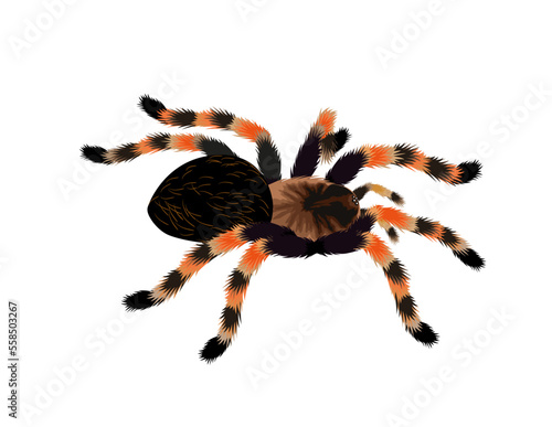 Vector Mexican redknee tarantula illustration