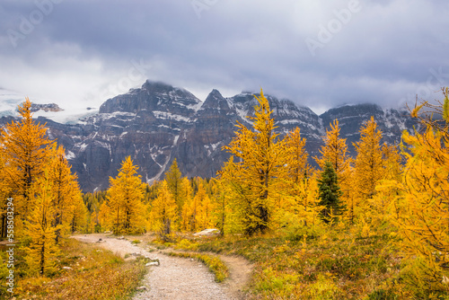 Golden larch trees in autumn at Canada's Banff National Park