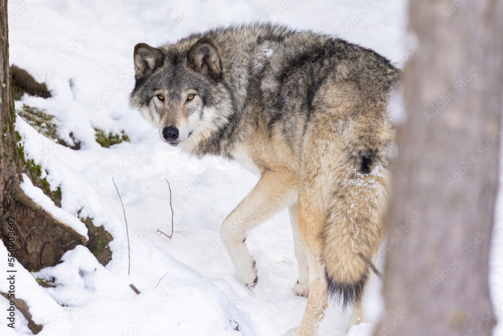 Fototapeta premium timber wolf portrait in winter
