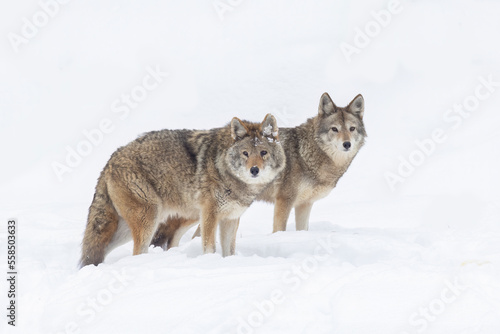 coyotes pair in Canadian winter © Mircea Costina