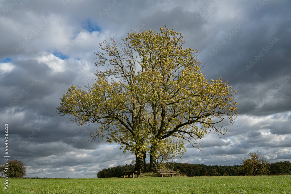 large lonely tree in autumn in front of dark clouds on a windy day