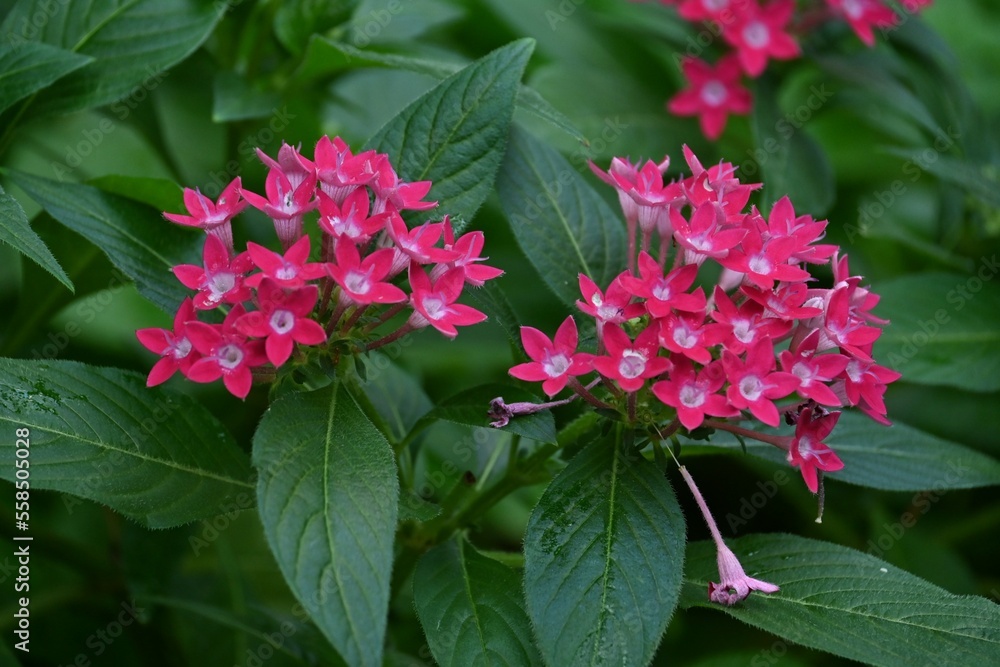 Pentas lanceolata ( Egyptian starcluster ) flowers.
Rubiaceae evergreen shrub native to tropical Africa.