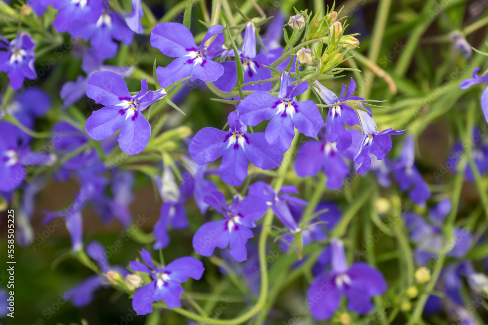 Blue Lobelia Flowers Growing In The Garden In Spring Blue Lobelia Flowers Growing In The Garden In Spring