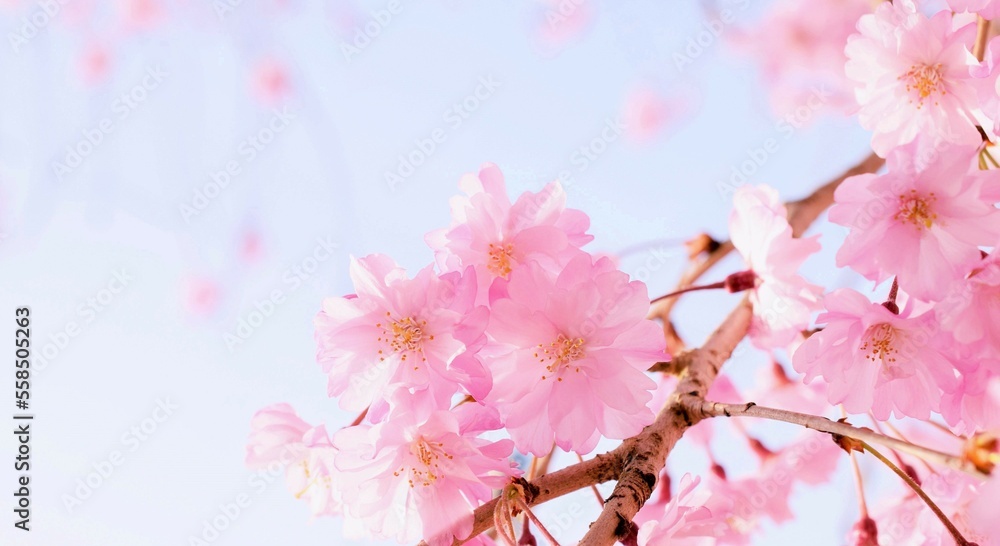 満開の桜の花のフレーム、庭の枝垂れ桜、しだれ桜、和風なサクラの背景素材