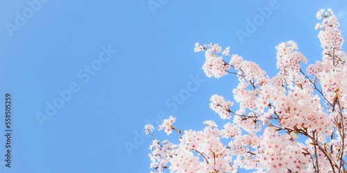 桜の花と青空のフレーム、サクラの背景素材