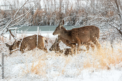 A Group of Mule Deer foraging by a frozen pond with fresh snowfall blanketing the scene.