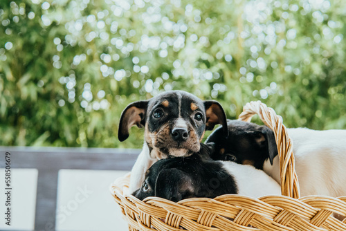 Andalusian winemaker puppies in a straw basket