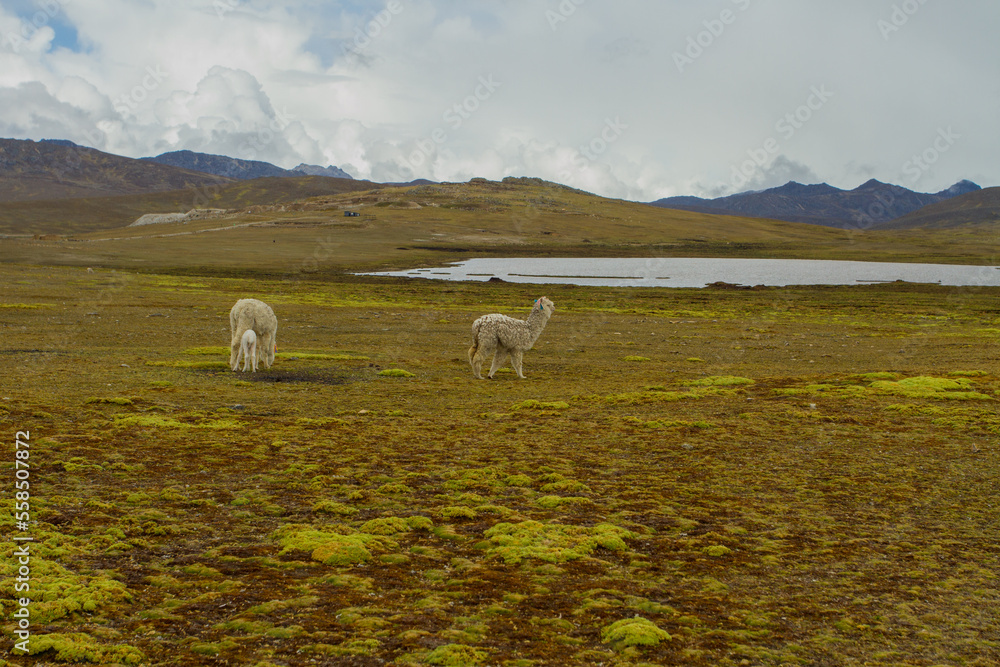 Fototapeta premium Landscape of the Peruvian Andes with Alpacas, mountains , lagoon, and sky. Concept of nature, animals, and landscapes of South America.