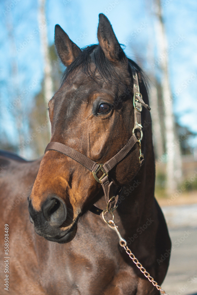 Obraz premium Horse portrait