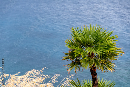 Mediterranean fan palm with out of focus sea in the background.