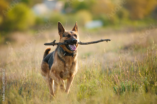 Walking the dog on a nature