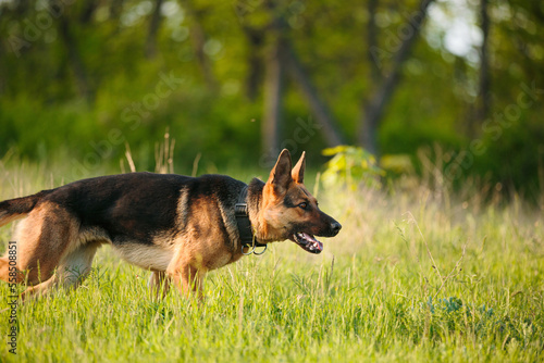 A german shepherd dog on a training. On green summer nature background.