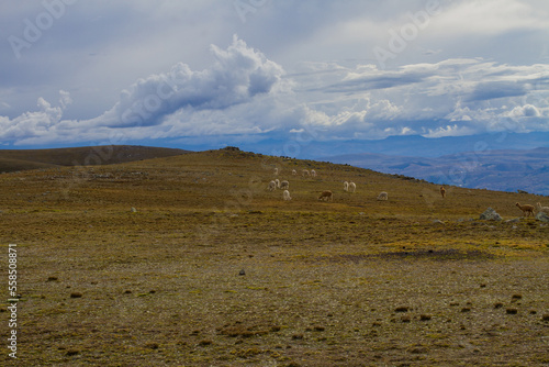 Landscape of the Peruvian Andes with Alpacas, mountains and sky. Concept of nature, animals, and landscapes of South America.