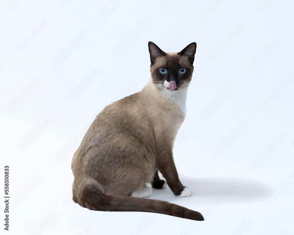 Siamese Snowshoe Kitten cat 