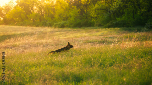 A dog on the summer field at the evening