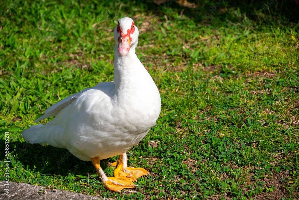 Canard blanc au soleil dans un jardin avec une pelouse verte Canard blanc au soleil dans un jardin avec une pelouse verte