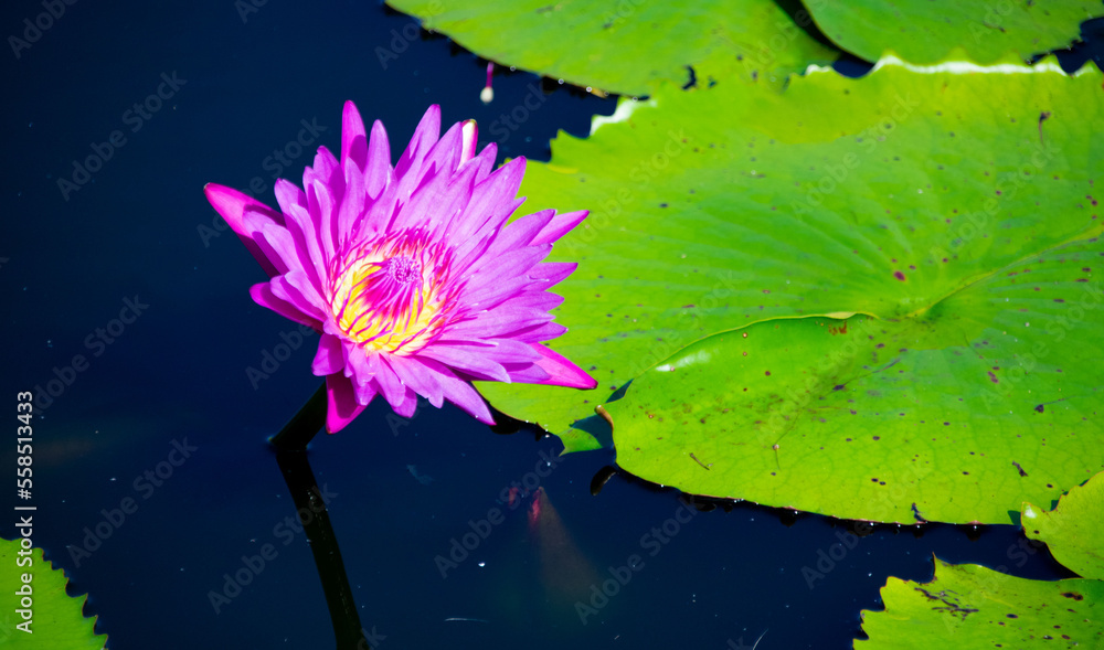Magnifique fleur de nénuphar fuchsia, violet, lotus dans une mare d'eau avec feuilles vertes qui flottent Magnifique fleur de nénuphar fuchsia, violet, lotus dans une mare d'eau avec feuilles vertes qui flottent