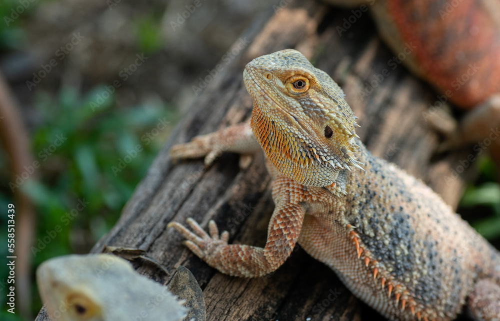 bearded dragon on ground with blur background bearded dragon on ground with blur background