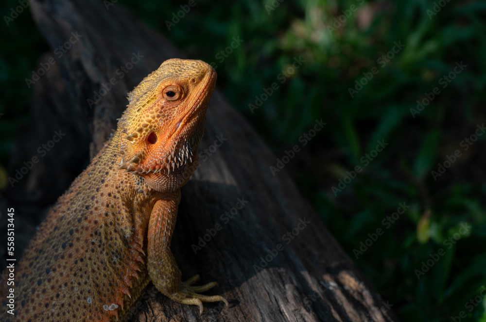 Fototapeta premium bearded dragon on ground with blur background