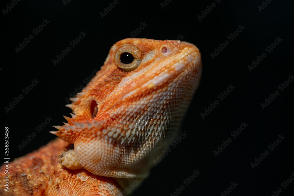 Fototapeta premium bearded dragon on ground with blur background