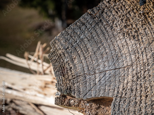 Log of wood, close-up. The annual rings of the tree can be seen.
