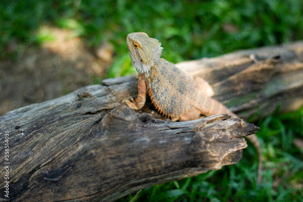 Fototapeta premium bearded dragon on ground with blur background