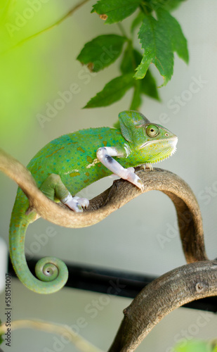 chameleon with blur background, predator