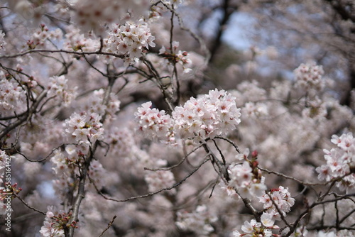 砧公園の桜