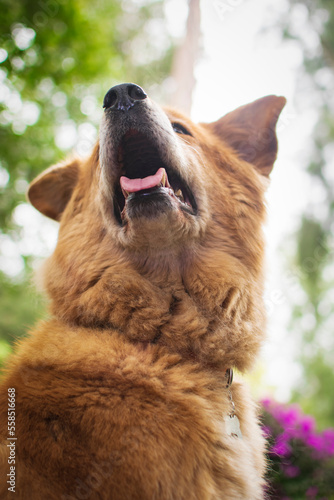 Foto FLOKI