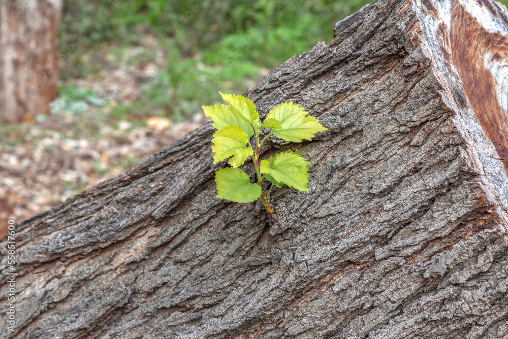 A young green sprout on the trunk of a Poplar tree. Background of tree bark. The concept of a new life. Outdoor recreation.