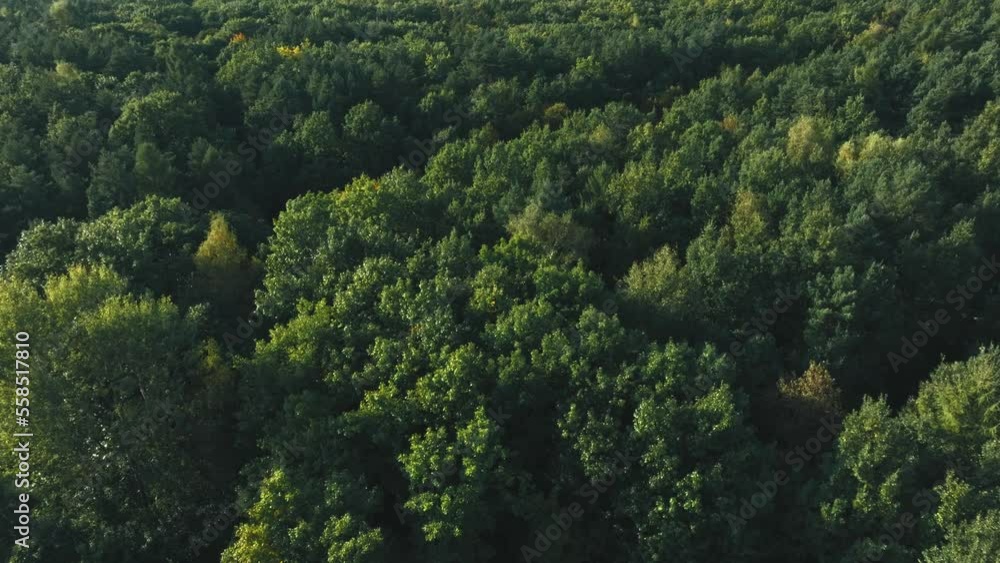 Aerial view of the forest. The concept of spending time in the forest, oxygen production by a large amount of forest, rest and tree landscape. Aerial view of the forest. The concept of spending time in the forest, oxygen production by a large amount of forest, rest and tree landscape.