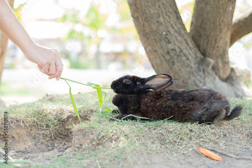 rabbit, bunny pet with blur background, animals © waranyu