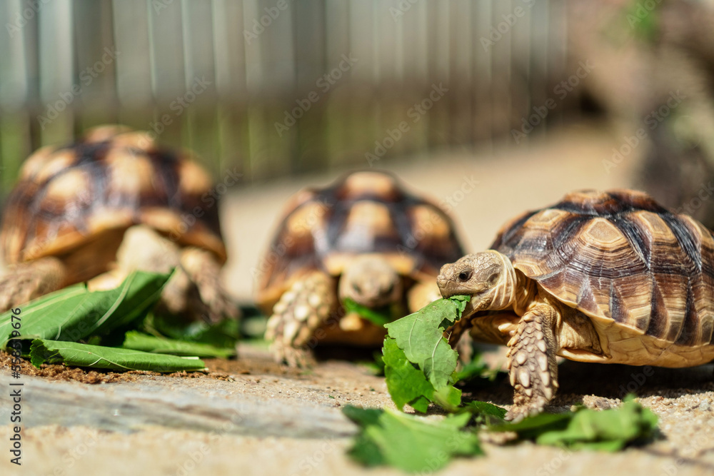 Sucata tortoise eating vegetables with nature background Sucata tortoise eating vegetables with nature background