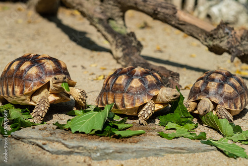 Foto Sucata tortoise eating vegetables with nature background