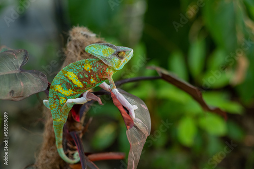 chameleon with blur background  predator