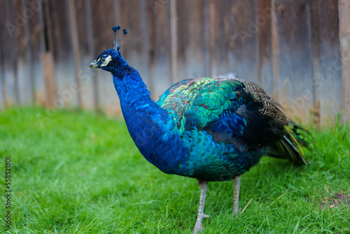 Peacock bird close-up.beautiful blue bird. Peacock walks on green grass.Keeping and growing peacocks