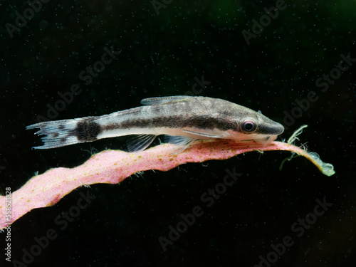 Otocinclus catfish on pink cryptocoryne leaves, isolated with dark background photo