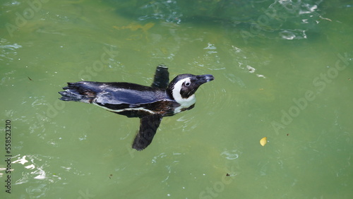 JackassPenguin|AfricanPenguin|Spheniscus demersus|斑嘴環企鵝|南非企鵝 photo