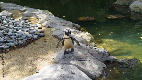 JackassPenguin|AfricanPenguin|Spheniscus demersus|斑嘴環企鵝|南非企鵝 photo