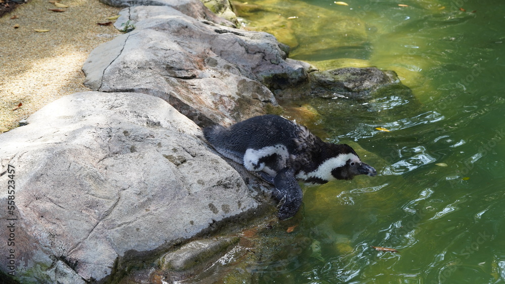 JackassPenguin|AfricanPenguin|Spheniscus demersus|斑嘴環企鵝|南非企鵝 JackassPenguin|AfricanPenguin|Spheniscus demersus|斑嘴環企鵝|南非企鵝