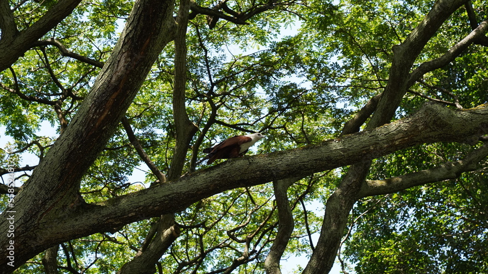 Fototapeta premium Bald Eagle|Haliaeetus leucocephalus|白头海雕|白頭海鵰