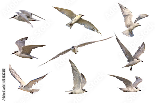 Set of seagulls isolated on transparent background png file