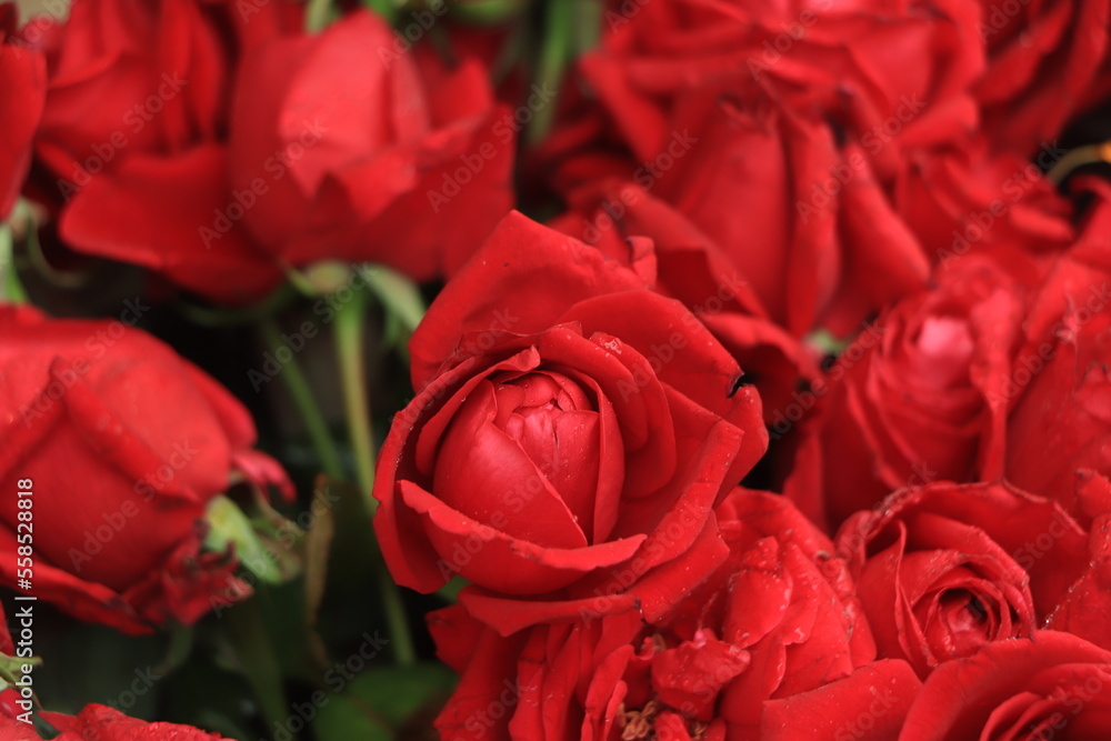 Red roses close up. Background. Red roses close up. Background.