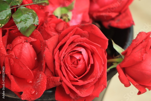 Natural red roses background. atmosphere of celebration  love and celebration