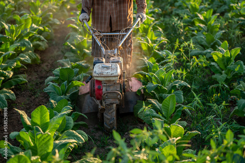 Fototapeta Close-up of tillage machine in tobacco plantation