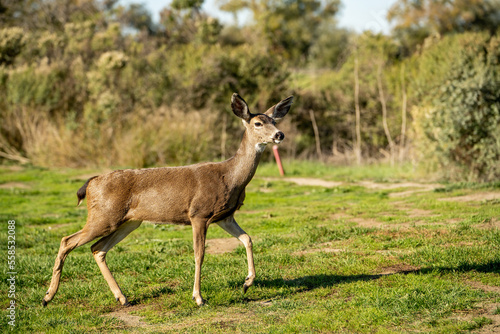 California Mule Deer  Odocoileus hemionus californicus  in its natural habitat.