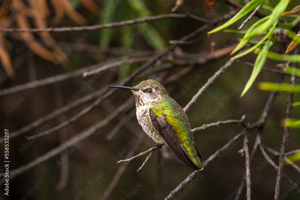 Anna's hummingbird (Calypte anna) sleeping on a branch. Anna's hummingbird (Calypte anna) sleeping on a branch.